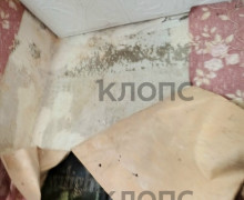 Жительница Большаково три года ждёт переселения из аварийного дома с берёзой на крыше