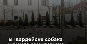 В Гвардейском районе суд рассмотрит иск о компенсации морального вреда девочке, пострадавшей от укуса собаки