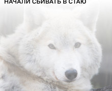 В калининградском зоопарке полярные волки Велес и Веста образовали пару