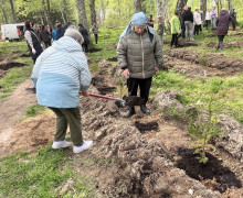 В Чкаловском лесу высадили 250 саженцев дуба и ели