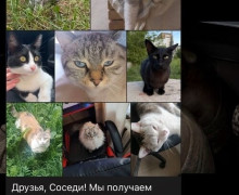 В двух поселках под Калининградом пропало более десяти домашних кошек