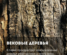 В парке «Сосновка» под Зеленоградском сохранились редкие растения и руины старинной усадьбы