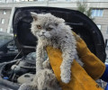 В Москве спасатели вызволили кота, застрявшего под капотом автомобиля