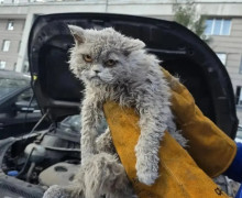 В Москве спасатели вызволили кота, застрявшего под капотом автомобиля