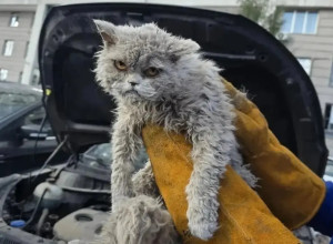 В Москве спасатели вызволили кота, застрявшего под капотом автомобиля