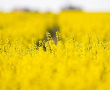 Поля Калининградской области окрасились в жёлтый цвет из-за цветения рапса