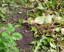 Жители Калининграда заподозрили соседей в жестоком обращении с собаками