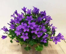 Продам растишки своих красавиц