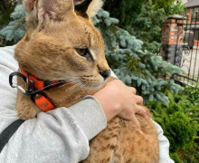 Пропавший кот Ричи вернулся домой в Калининграде спустя неделю