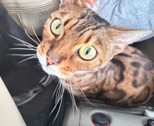 Бенгальская кошка Софа найдена в Калининградской области