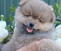 Очаровательные малыши шпица
