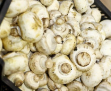 В Калининградскую область за восемь месяцев ввезли более 350 тонн белорусских шампиньонов