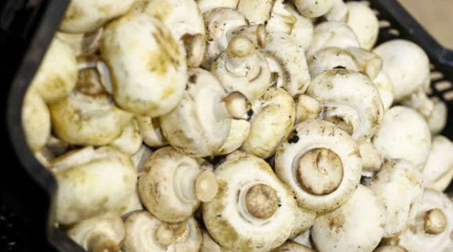 В Калининградскую область за восемь месяцев ввезли более 350 тонн белорусских шампиньонов