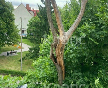 Житель Калининграда сбил удочкой кору с аварийного дерева, дожидаясь реакции УК