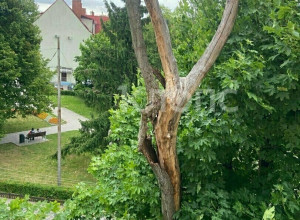 Житель Калининграда сбил удочкой кору с аварийного дерева, дожидаясь реакции УК