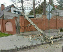 Штормовой ветер в Калининграде и области повалил деревья и повредил строения