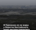 На курортах Балтийского моря и озёрах северной Германии зафиксировано цветение сине-зелёных водорослей