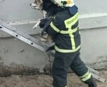 Спасатели МЧС эвакуировали собаку с островка в канале города Светлого