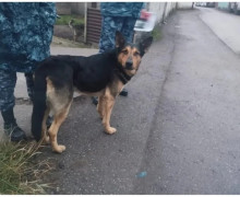 В Калининграде на Октябрьском острове найден йоркширский терьер
