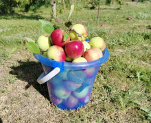 Свежие яблоки с ветки, 6 л ведерко — 300 руб.