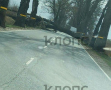 Штормовой ветер в Калининграде и области повалил деревья и повредил строения