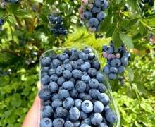 Голубика сладкая, предзаказ на четверг