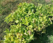 В Калининграде в 2026 году планируют высадить более пяти тысяч саженцев ценных пород деревьев
