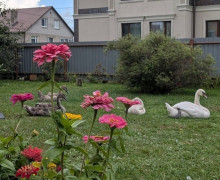 В доме волонтёра «Биосферы Балтики» в Волочаевском нашли приют четыре лебедёнка, оставшихся без родителей