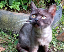 В Калининграде ищут дом для двух брошенных котят