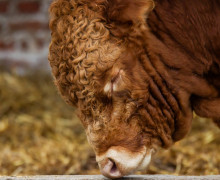Бывшего сотрудника фермы в Багратионовском районе подозревают в краже более 150 поилок