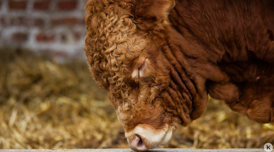 Бывшего сотрудника фермы в Багратионовском районе подозревают в краже более 150 поилок