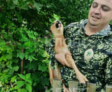 Лесничий из Краснознаменска спас косулёнка, который два дня прятался во дворе