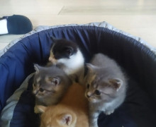 Отдам котят от мамы крысоловки