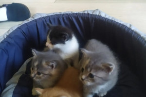 Отдам котят от мамы крысоловки