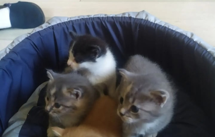 Отдам котят от мамы крысоловки