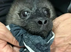 На Северо‑Западе стартовал тюленеспасательный сезон: на Ладожском озере спасли двухдневную нерпу
