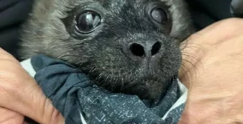 На Северо‑Западе стартовал тюленеспасательный сезон: на Ладожском озере спасли двухдневную нерпу