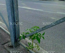 На Киевской улице у дороги вырос томатный куст