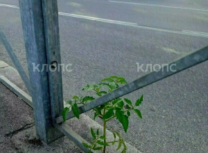 На Киевской улице у дороги вырос томатный куст