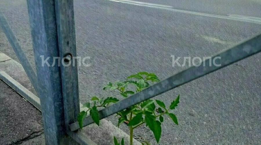 На Киевской улице у дороги вырос томатный куст