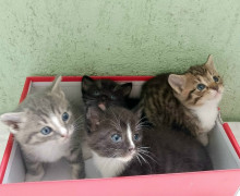 В Калининграде ищут хозяев для котят, родившихся в подвале на Северной горе