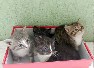 В Калининграде ищут хозяев для котят, родившихся в подвале на Северной горе