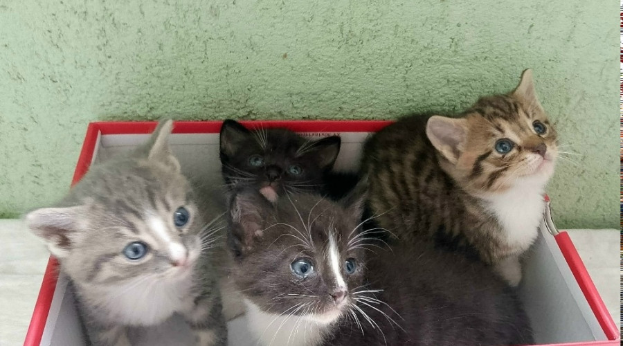 В Калининграде ищут хозяев для котят, родившихся в подвале на Северной горе
