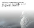 Жители Октябрьского острова заметили закрытый продуктовый ларек, где уличные фотографы держат декоративных голубей