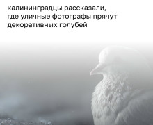 Жители Октябрьского острова сообщили о закрытом ларьке, где содержат голубей для уличных фотографов