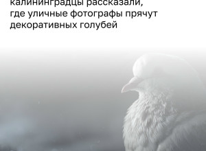Жители Октябрьского острова сообщили о закрытом ларьке, где содержат голубей для уличных фотографов