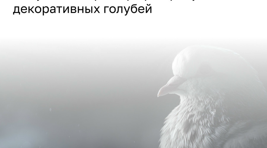 Жители Октябрьского острова сообщили о закрытом ларьке, где содержат голубей для уличных фотографов