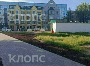 В Калининграде будущий газон на Фрунзе привлёк внимание голубей