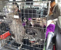 В Калининграде в котокафе «Мяу-мяу» погибло более двадцати кошек из-за прорыва трубы