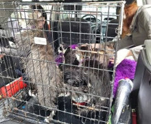 В Калининграде в котокафе «Мяу-мяу» погибло более двадцати кошек из-за прорыва трубы